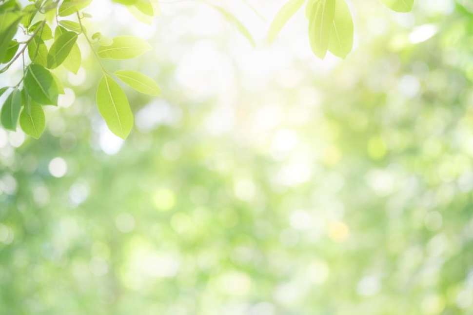 Confort d'été et végétation