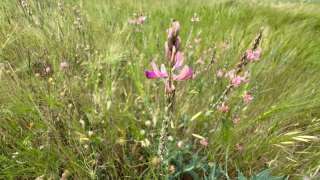 Sainfoin Grand Est
