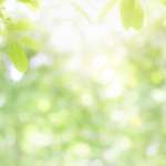 Confort d'été et végétation